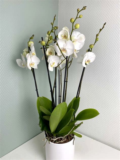Değerli orkide türü